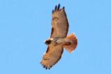 #74   Red-Tailed Hawk