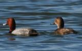 #70   Redhead Duck (male and female)