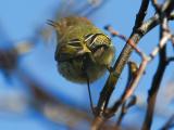 #83   Ruby-crowned Kinglet