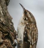 #106   Brown Creeper