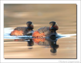 Geoorde Fuut - Podiceps nigricollis - Black-necked Grebe