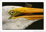 Grote Zilverreiger / Ardea alba / Great Egret
