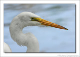 Grote Zilverreiger / Ardea alba / Great Egret