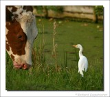 Koereiger - Ardeola ibis - Cattle Egret