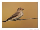 Grauwe Vliegenvanger - Muscicapa striata - Spotted Flycatcher