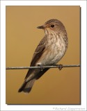 Grauwe Vliegenvanger - Muscicapa striata - Spotted Flycatcher