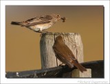 Grauwe Vliegenvanger - Muscicapa striata - Spotted Flycatcher