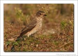 Grauwe Vliegenvanger - Muscicapa striata - Spotted Flycatcher