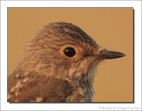 Grauwe Vliegenvanger - Muscicapa striata - Spotted Flycatcher