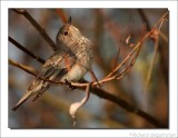 Grauwe Vliegenvanger - Muscicapa striata - Spotted Flycatcher
