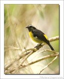 Suikerdiefje - Bananaquit - Coereba flaveola