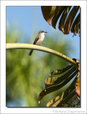 Grijze Koningstiran - Tyrannus dominicensis - Gray Kingbird