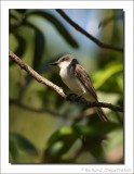 Grijze Koningstiran - Tyrannus dominicensis - Gray Kingbird