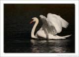 Knobbelzwaan - Cygnus olor - Mute Swan