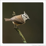 Kuifmees - Parus cristatus - Crested Tit