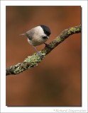 Glanskop - Parus palustris - Marsh Tit