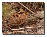 Houtsnip - Scolopax rusticola - Woodcock