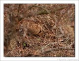 Houtsnip - Scolopax rusticola - Woodcock