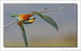 Bijeneter - Merops apiaster - Bee-eater