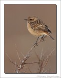 Roodborsttapuit - Saxicola torquata - Stonechat