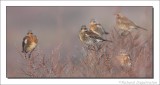 Kramsvogel - Turdus pilaris - Fieldfare