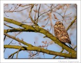 Velduil - Asio flammeus - Short-eared Owl