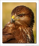 Buizerd - Buteo buteo - Common Buzzard