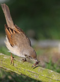 Whitethroat with Tick