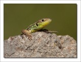 Reuzensmaragdhagedis - Lacerta trilineata - Balkan green lizard