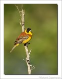 Zwartkopgors - Emberiza melanocephala - Black-Headed Bunting