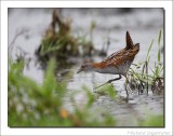 Kleinst Waterhoen - Porzana pusilla - Baillons Crake
