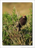 Bruine Kiekendief - Circus aeruginosus - Marsh Harrier