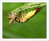 Schorpioenvlieg - Panorpa communis - Scorpion Fly