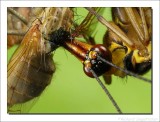 Schorpioenvlieg - Panorpa communis - Scorpion Fly