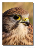 Torenvalk - Falco tinnunculus - Common Kestrel