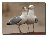 Zilvermeeuw    -    Herring Gull
