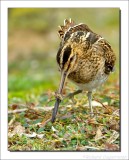 Watersnip - Gallinago gallinago - Snipe