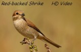 Grauwe Klauwier - Lanius collurio - Red-backed Shrike