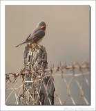 Baardgrasmus - Sylvia cantillans - Subalpine Warbler