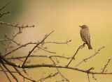 Grauwe Vliegenvanger - Muscicapa striata - Spotted Flycatcher
