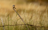 Grauwe Klauwier - Lanius collurio - Red-backed Shrike