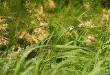 Buidelmees - Remiz pendulinus - Penduline Tit