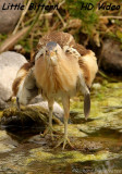 Woudaap - Ixobrychus minutus - Little Bittern 