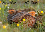 Patrijs - Perdix perdix - Partridge