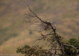 Oostelijke Blonde Tapuit - Oenanthe melanoleuca - Eastern Black-eared Wheatear