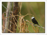 Witkopwatertiran - Arundinicola leucocephala - White-headed Marsh Tyrant