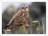 Velduil - Short-eared Owl