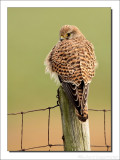 Torenvalk - Falco tinnunculus - Common Kestrel