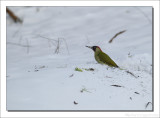 Groene Specht - Picus viridis - Green Woodpecker
