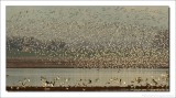 Bonte Strandloper - Calidris alpina - Dunlin